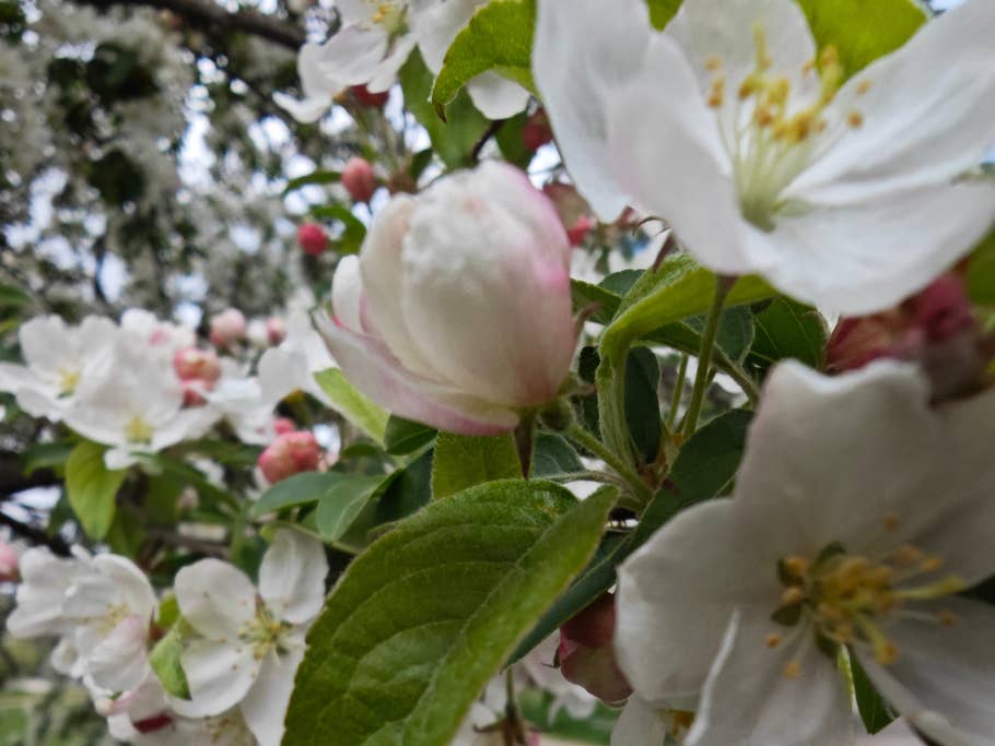 Xiaomi 13 Ultra - review sample