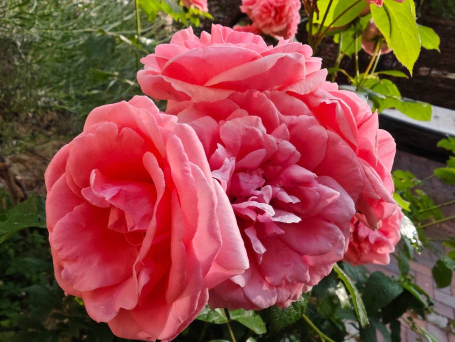 Testfotos geschossen mit der Kamera des Xiaomi 13 Ultra (global)