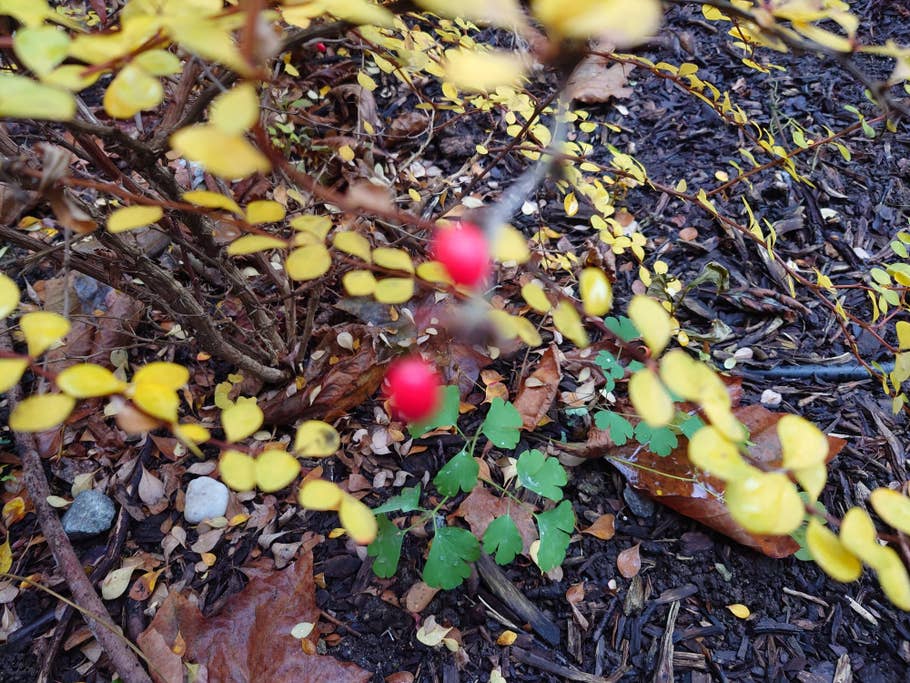 Sony Xperia 5 IV sample photo