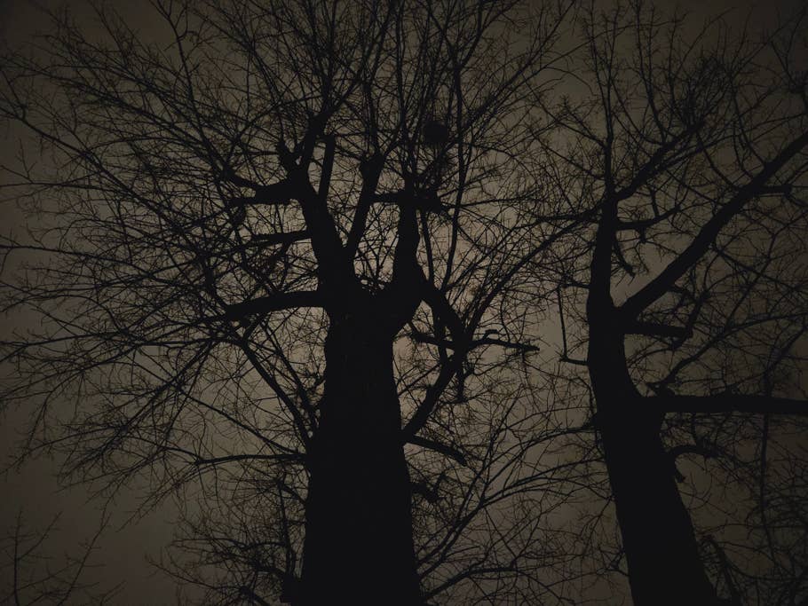 Samsung Galaxy S23 photo gallery