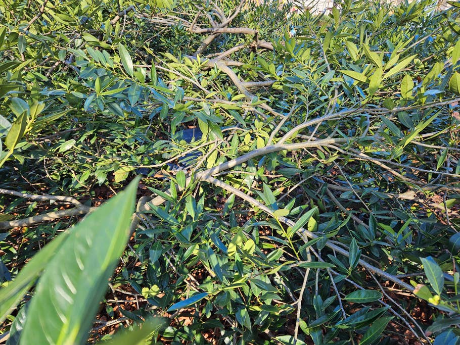 Samsung Galaxy S23 photo gallery