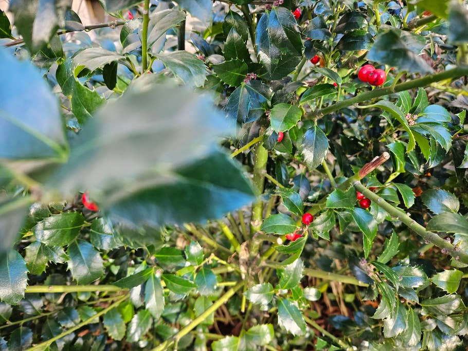 Samsung Galaxy S23 photo gallery