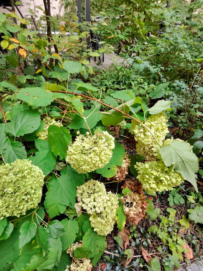 Ray-Ban Meta Smart Glasses camera test