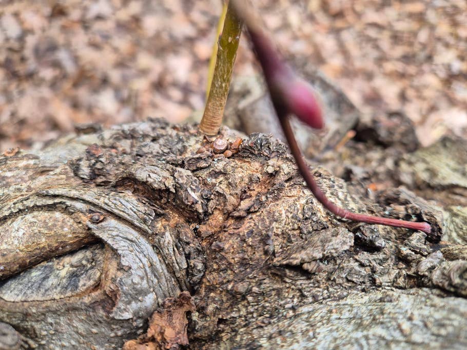 Test photos taken with the Samsung Galaxy S24 camera