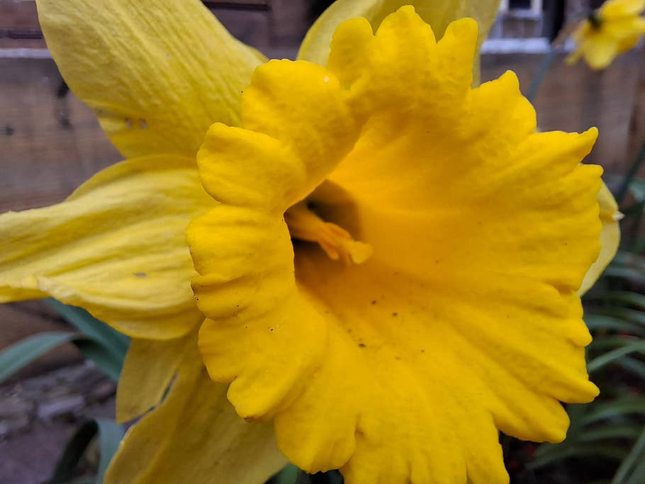 Samsung Galaxy A55: Macro camera