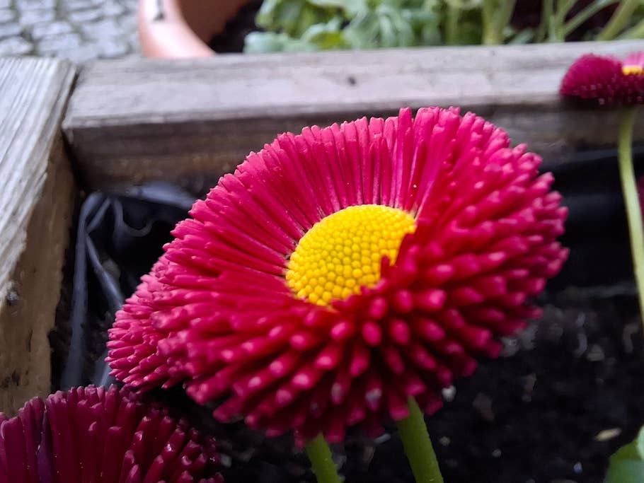 Samsung Galaxy A55: Macro camera