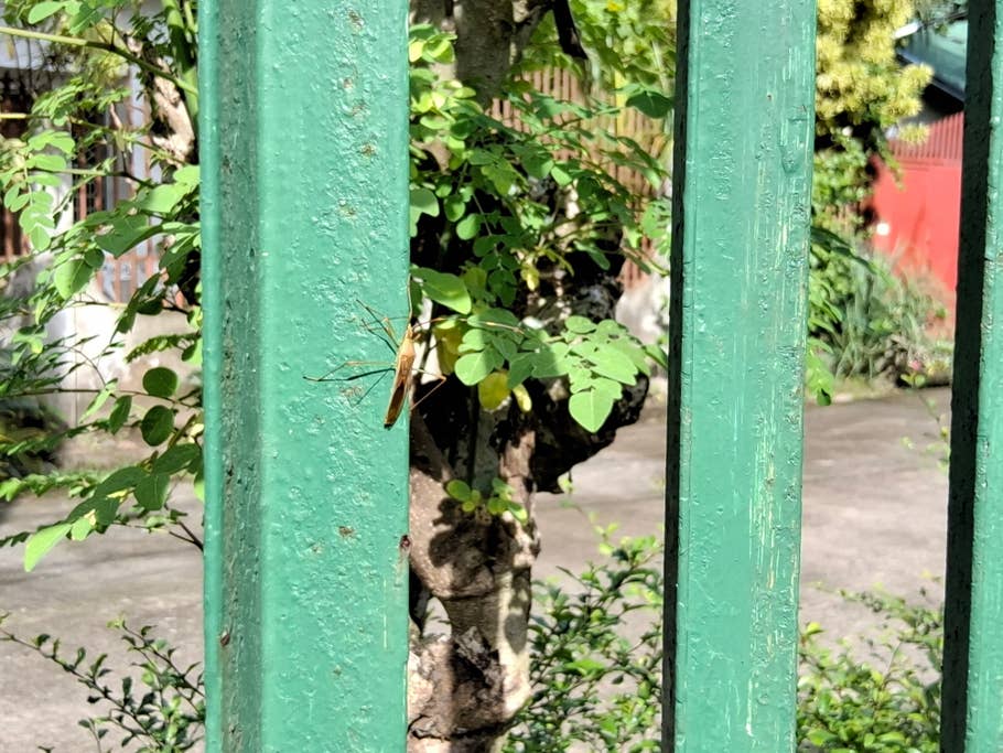 A grasshopper on a green fence post with plants in the background.