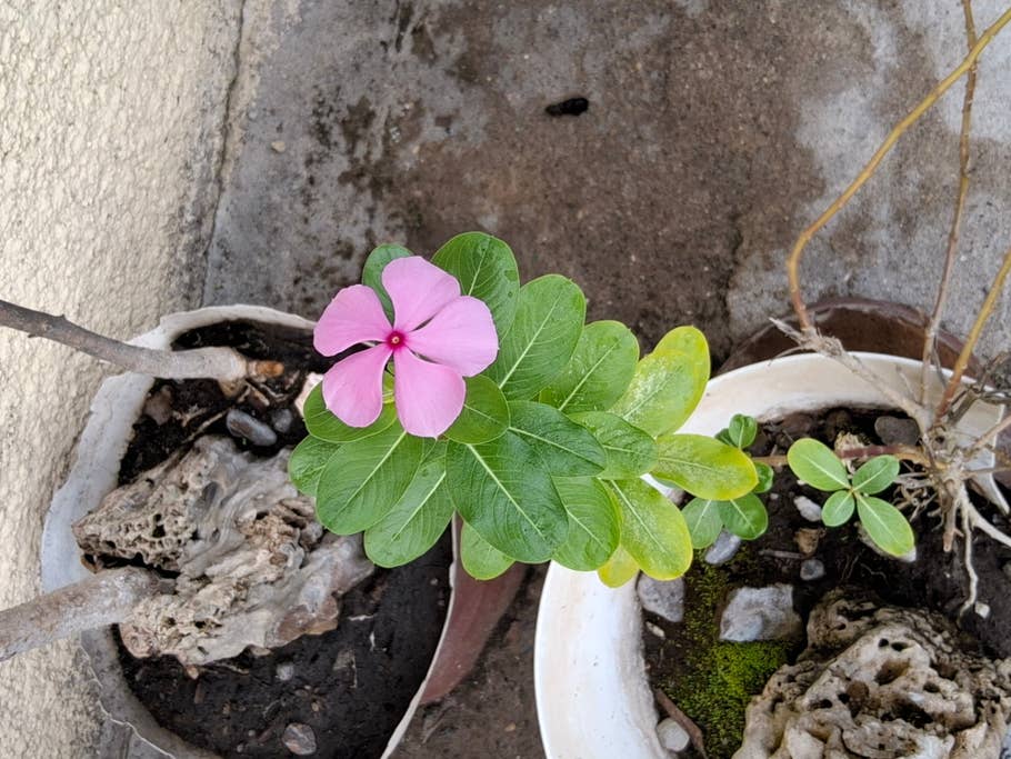 A pink flower blooms atop green leaves in a potted plant.