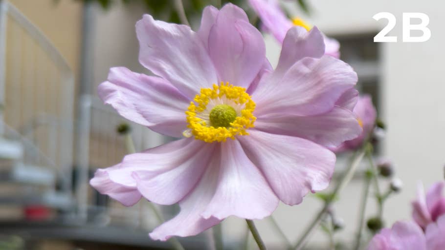 200 megapixel blind test photo