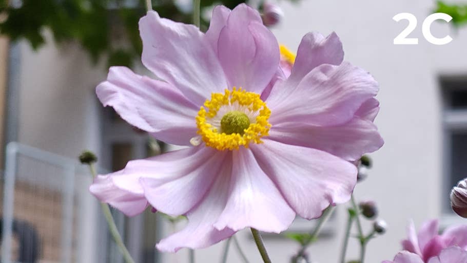 200 megapixel blind test photo