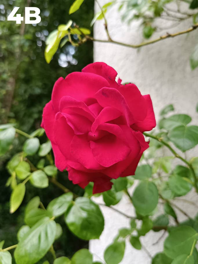 Camera blind test: Photo 4B