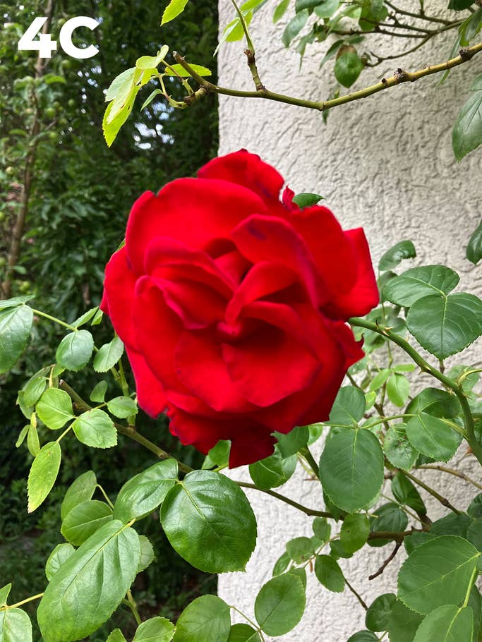 Camera blind test: Photo 4C