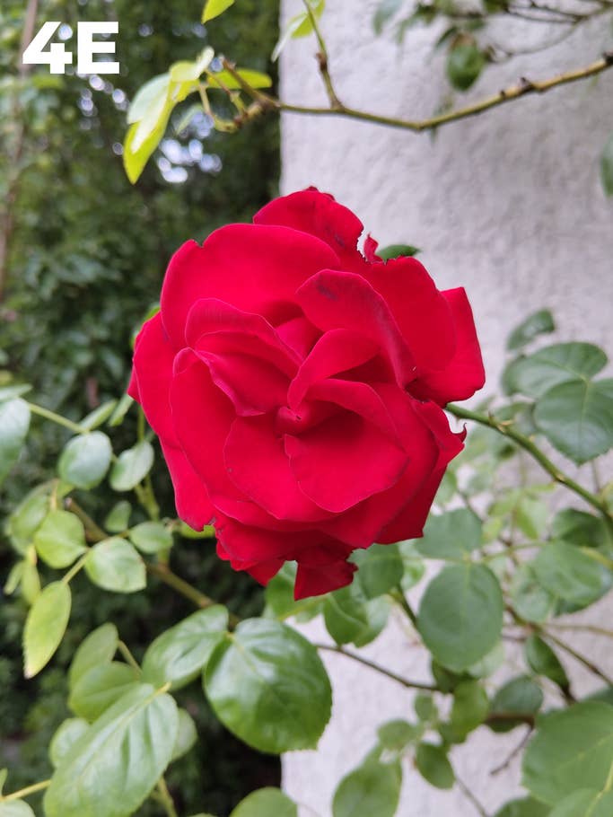 Camera blind test: Photo 4E