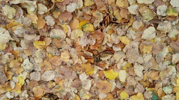 samsung, galaxy, note 4, camera, photo, image, picture