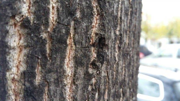 samsung, galaxy, note 4, camera, photo, image, picture