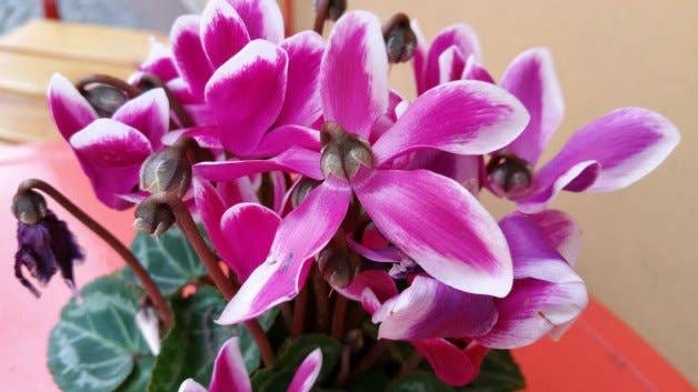 samsung, galaxy, note 4, camera, photo, image, picture