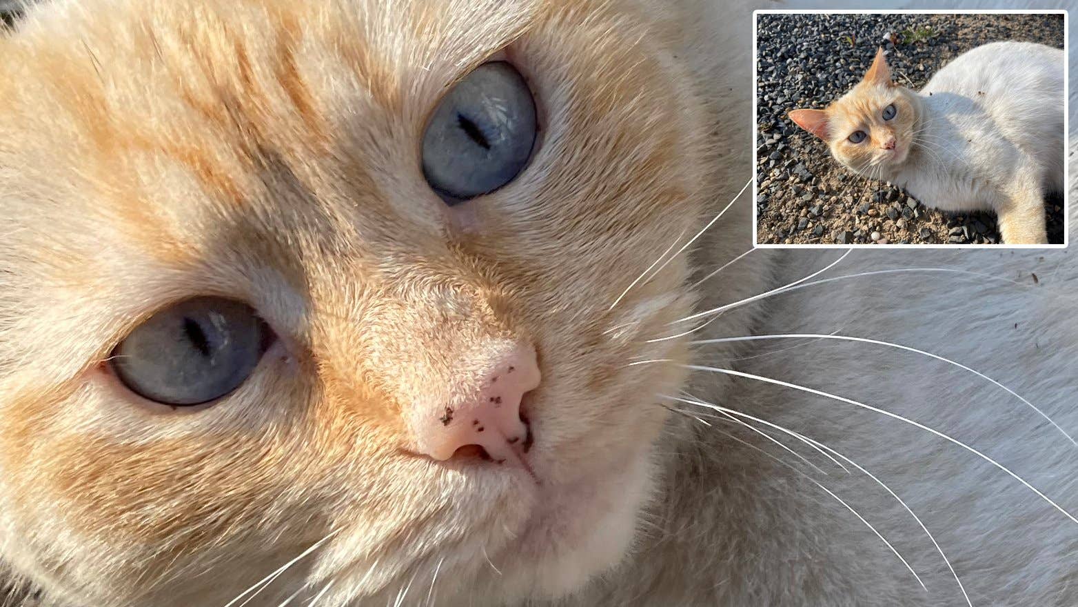 AndroidPIT apple iphone se 2 image quality cat detail