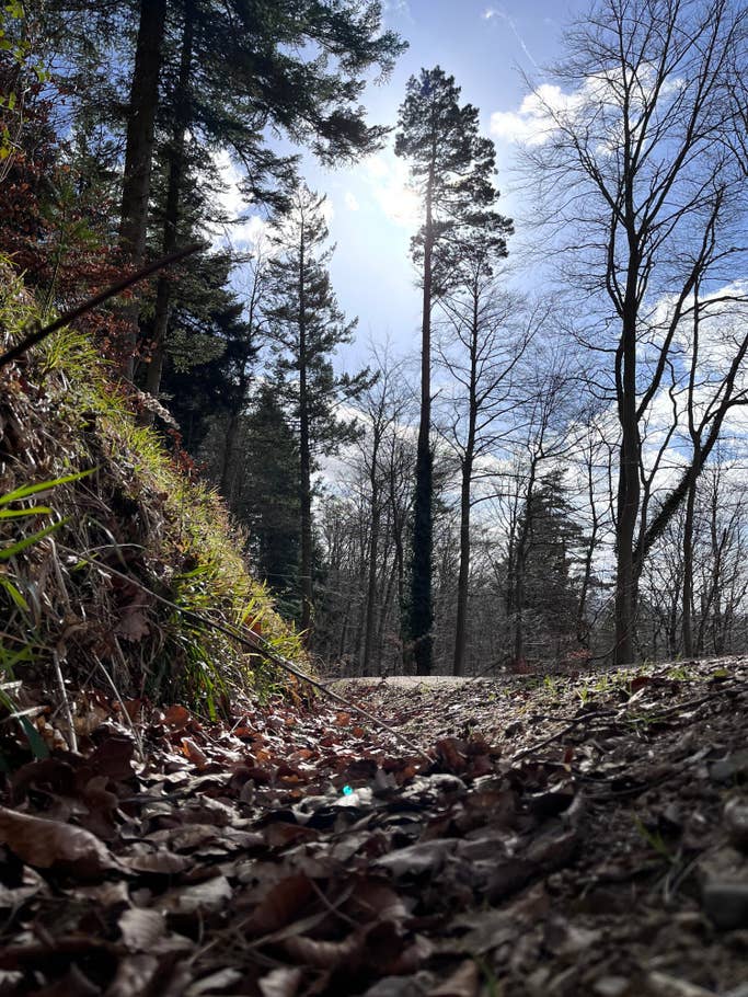 iPhone 13 mini photo gallery