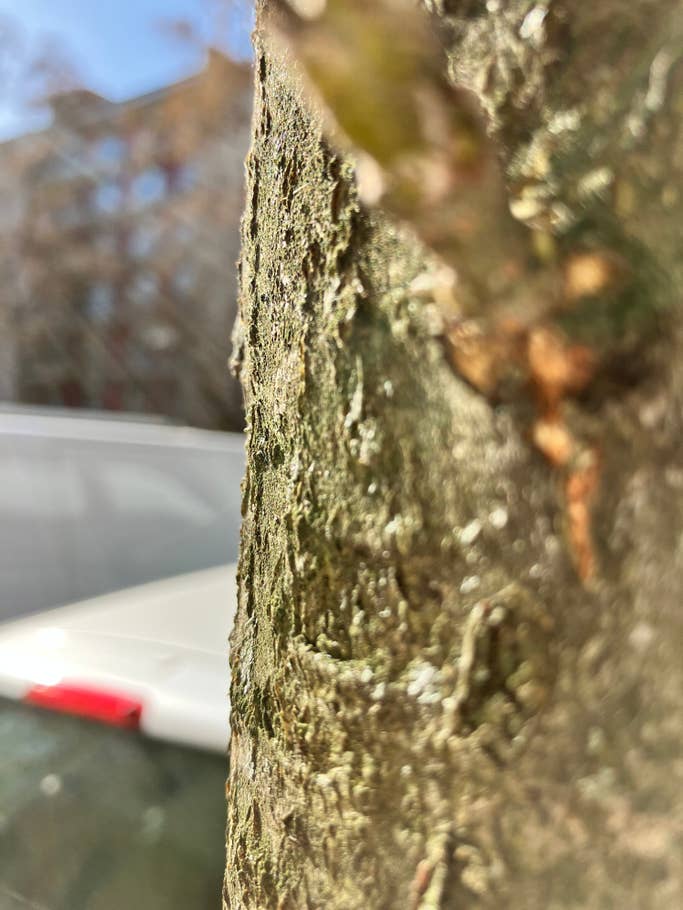 iPhone SE 2022 camera test