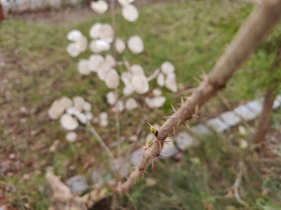 OnePlus 11 5G NextPit review pictures