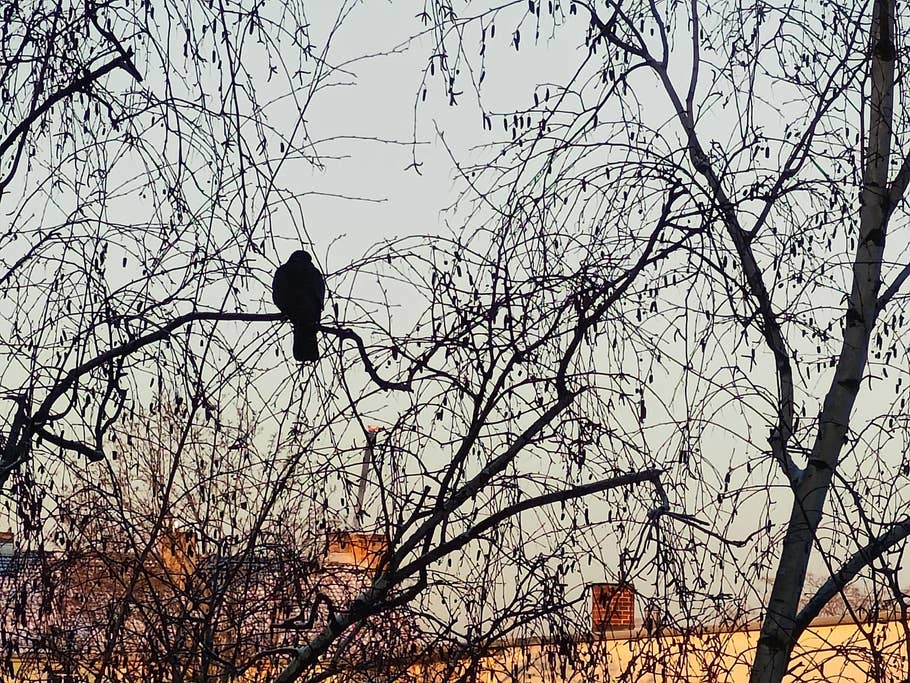 OnePlus 11 5G NextPit review pictures