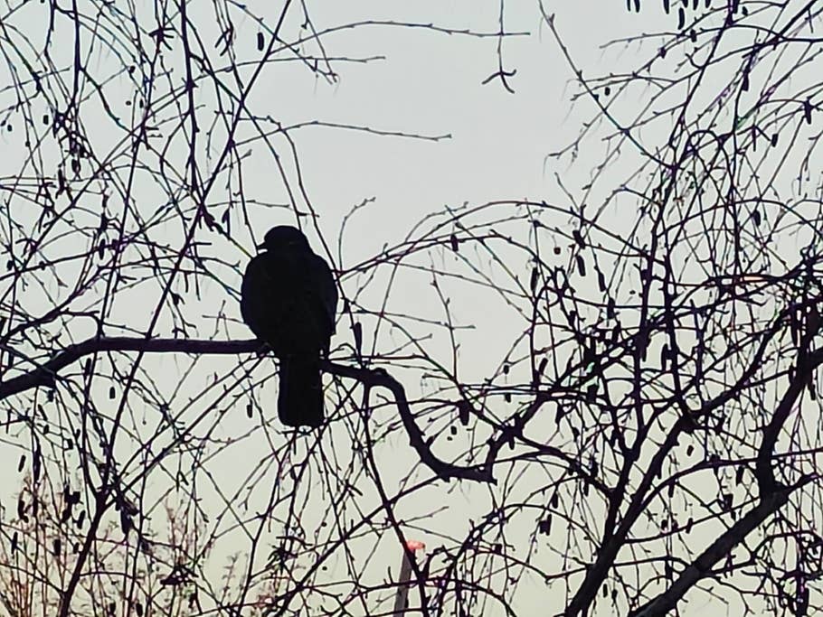 OnePlus 11 5G NextPit review pictures