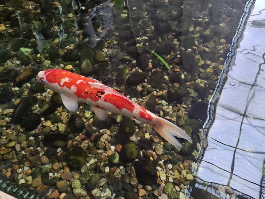 Motorola Edge+ (2023) review picture