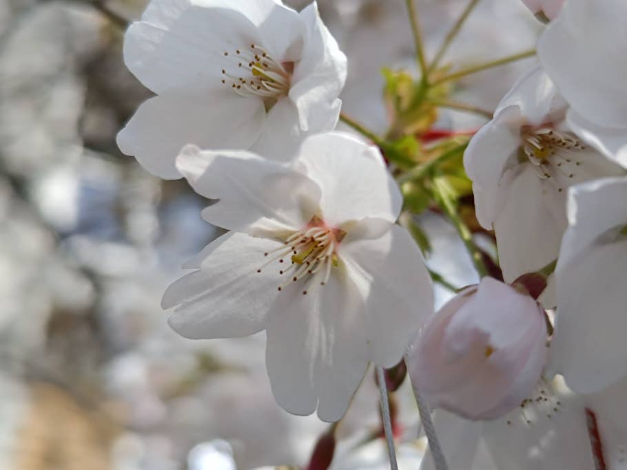 Xiaomi Redmi Note 12 Pro+ camera sample