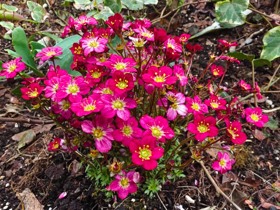 Vivo X90 Pro+ review pictures