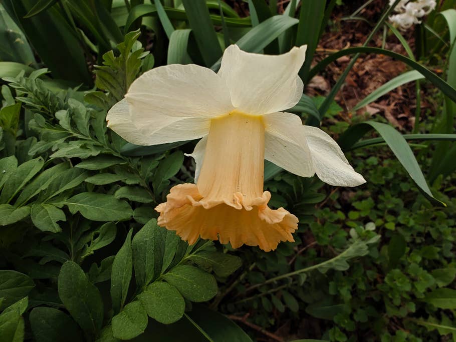 Vivo X90 Pro+ review pictures