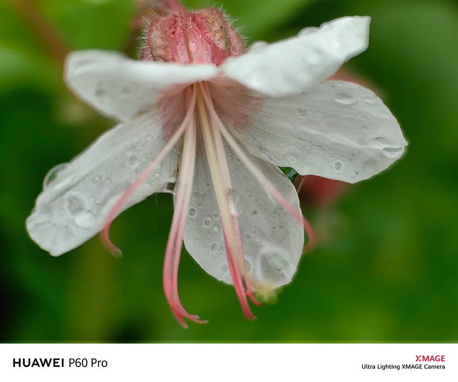 Sample photo taken with the Huawei P60 Pro