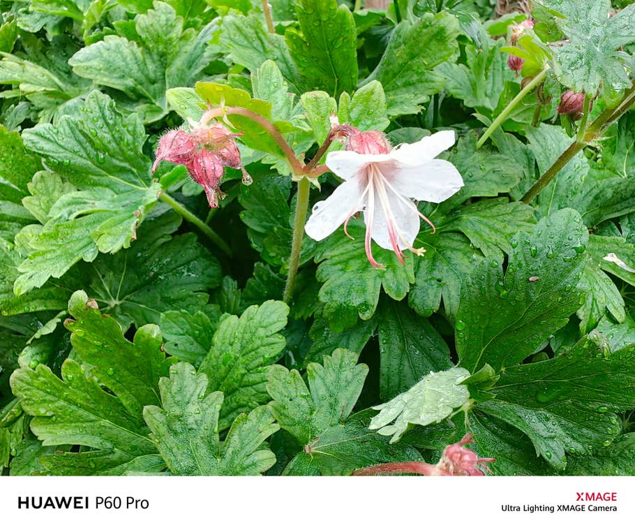 Sample photo taken with the Huawei P60 Pro