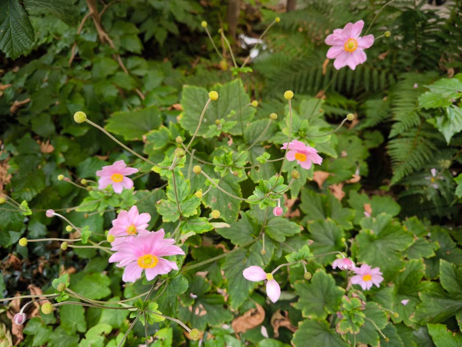 Xiaomi 13T Pro review sample