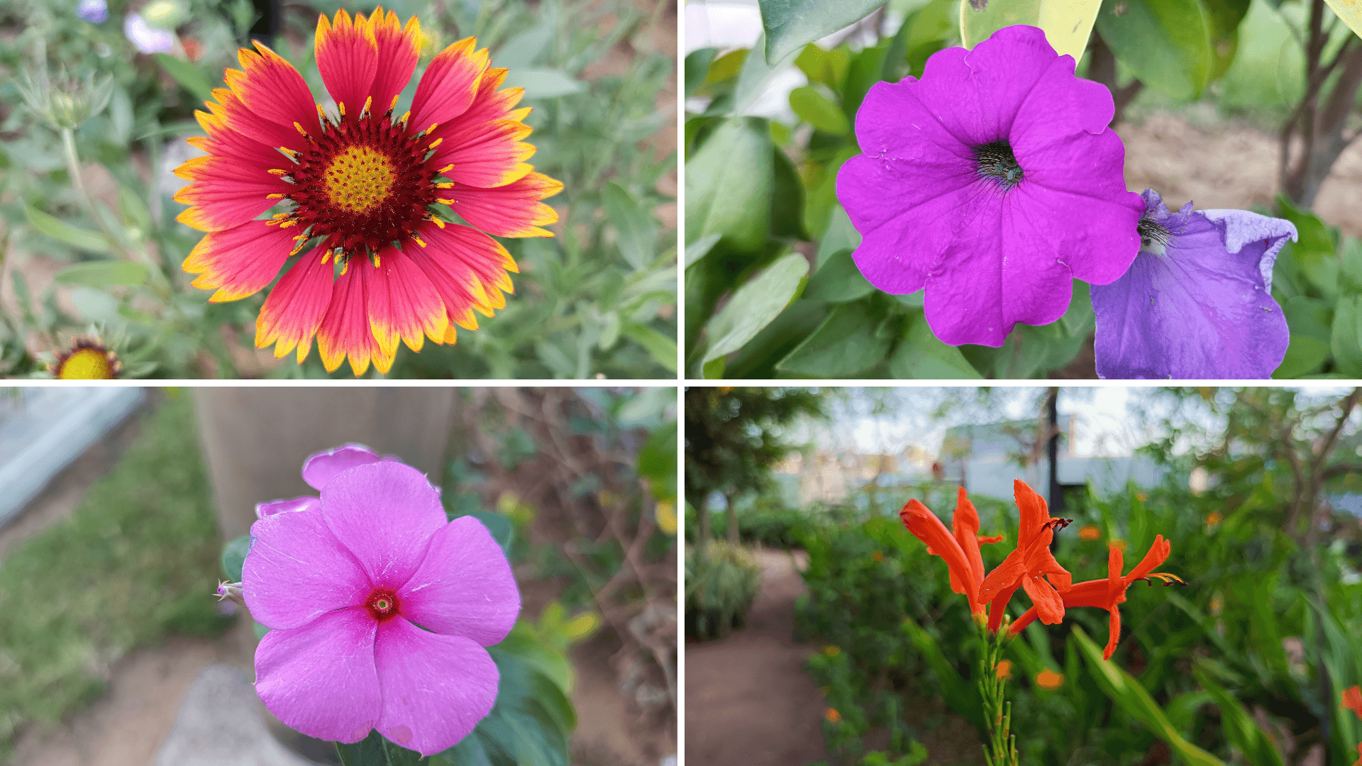 Macro Shots Realme X7