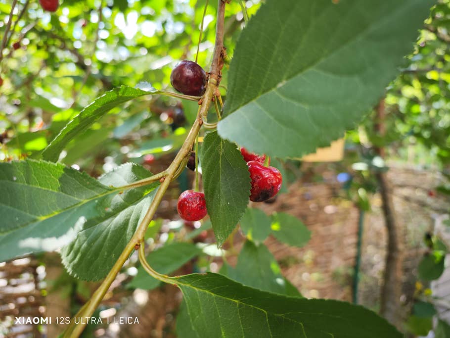 Xiaomi 12S Ultra photo samples