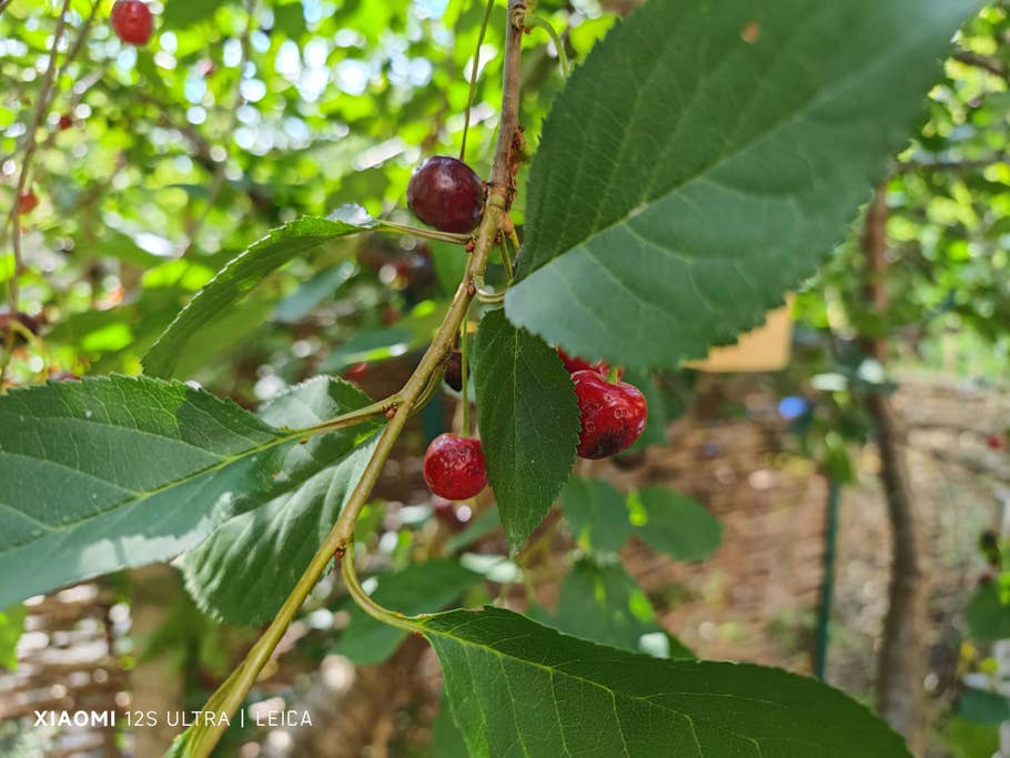 Xiaomi 12S Ultra photo samples