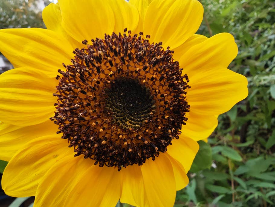 Xiaomi 12S Ultra photo samples