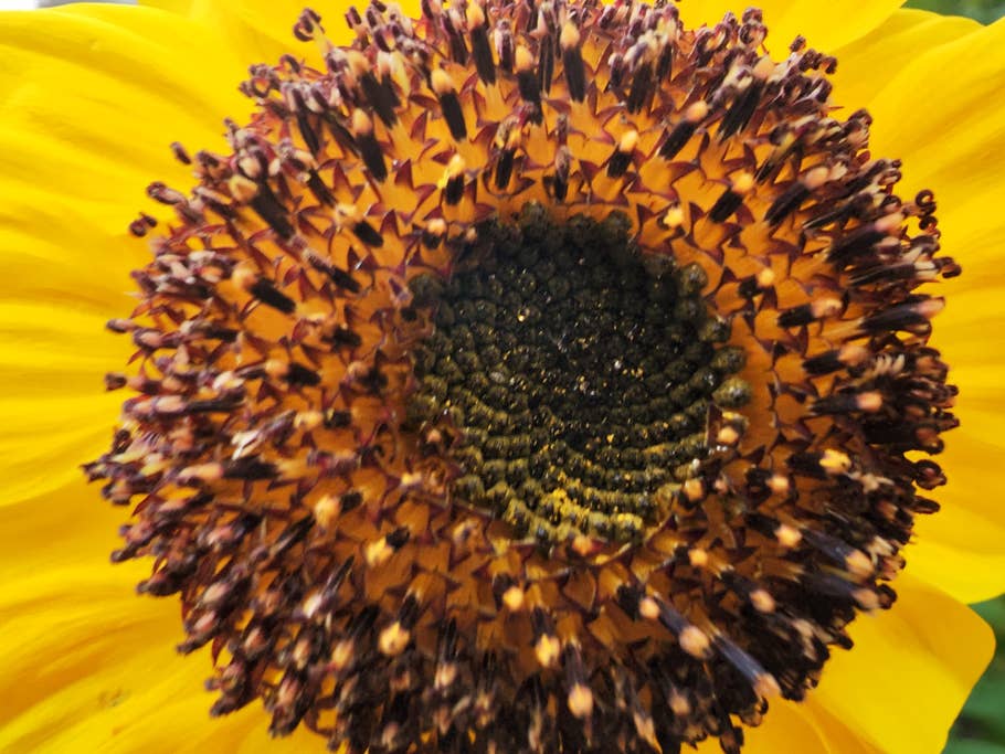 Xiaomi 12S Ultra photo samples