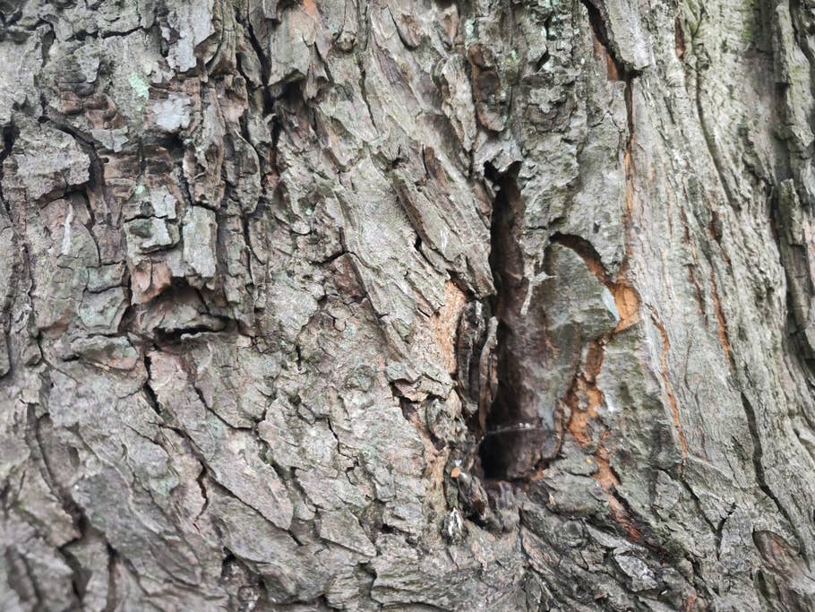 Xiaomi 12S Ultra photo samples