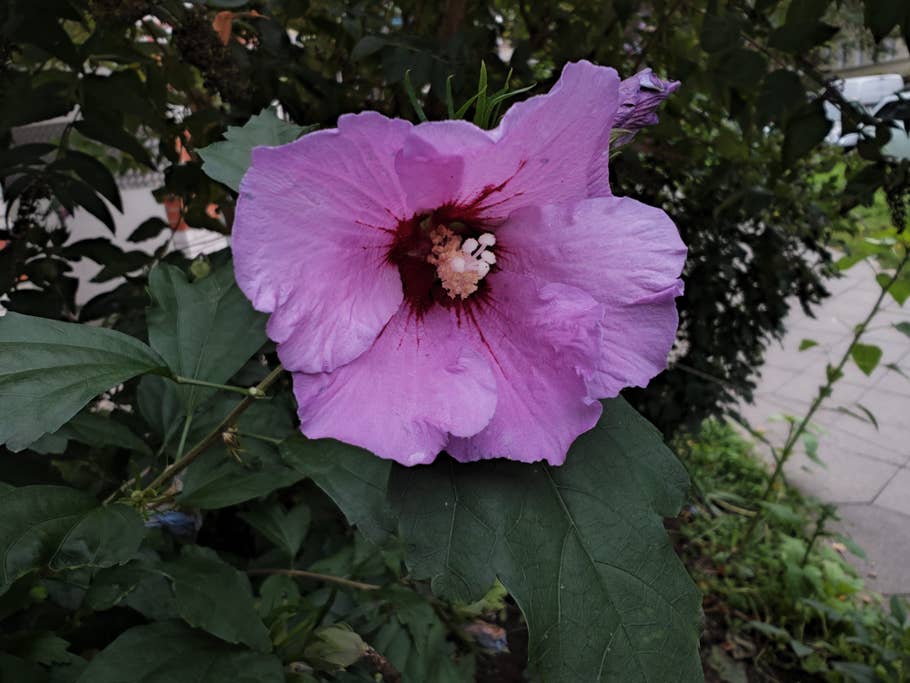 Xiaomi 12S Ultra photo samples