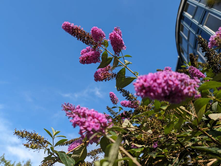 Google Pixel 8 Pro review sample