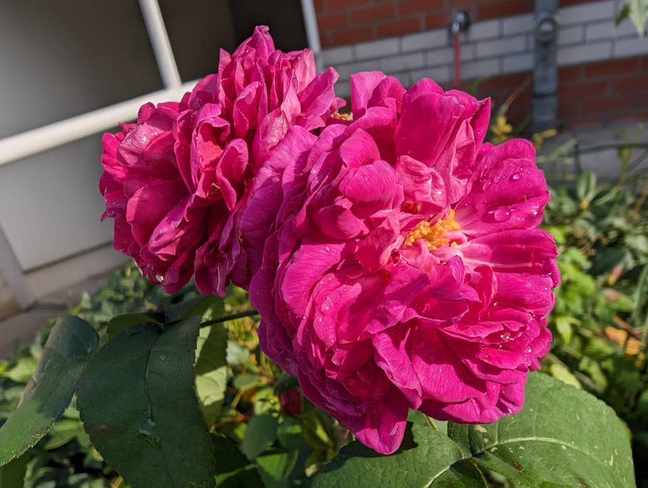 Google Pixel 8 Pro review sample