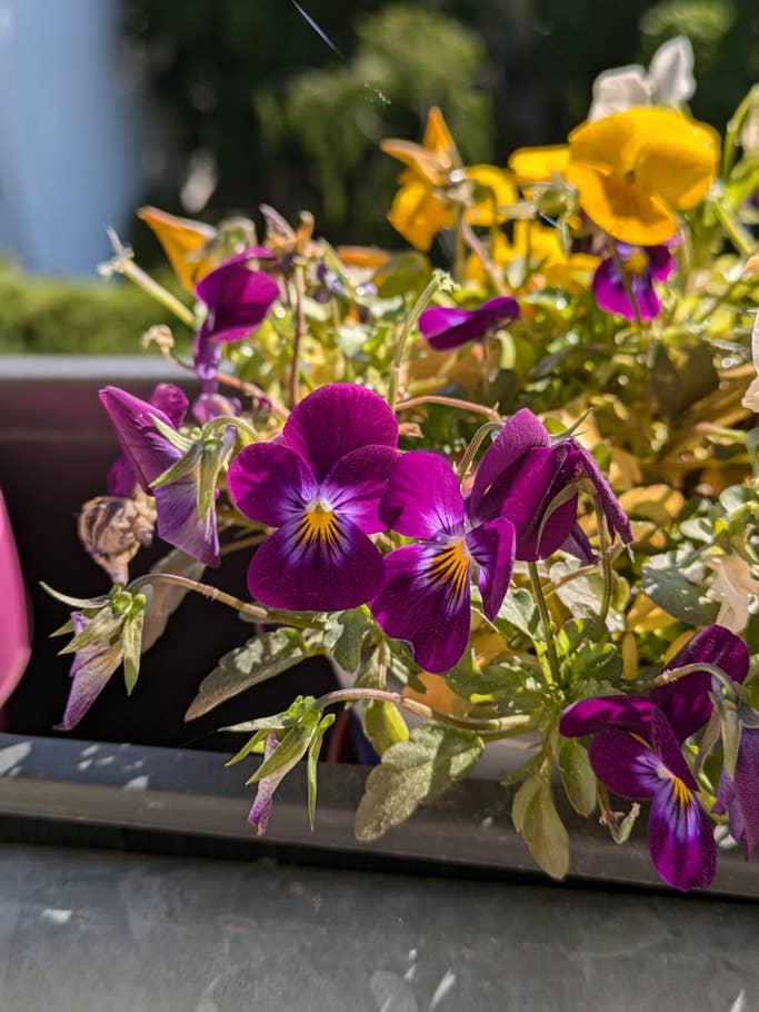 Google Pixel 8a: Main camera - Portrait mode on