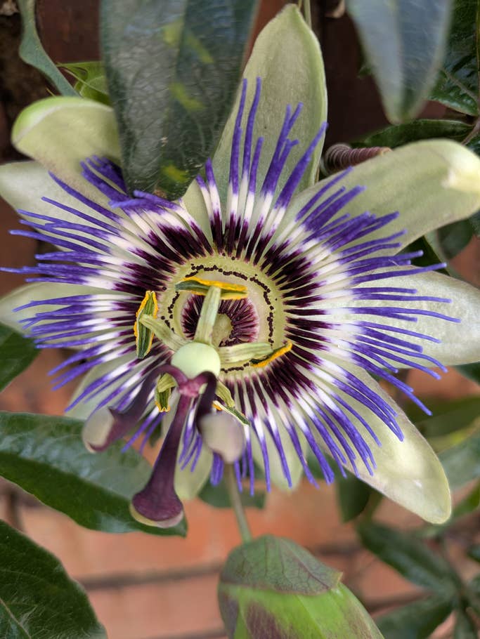 Google Pixel 9a: Main camera