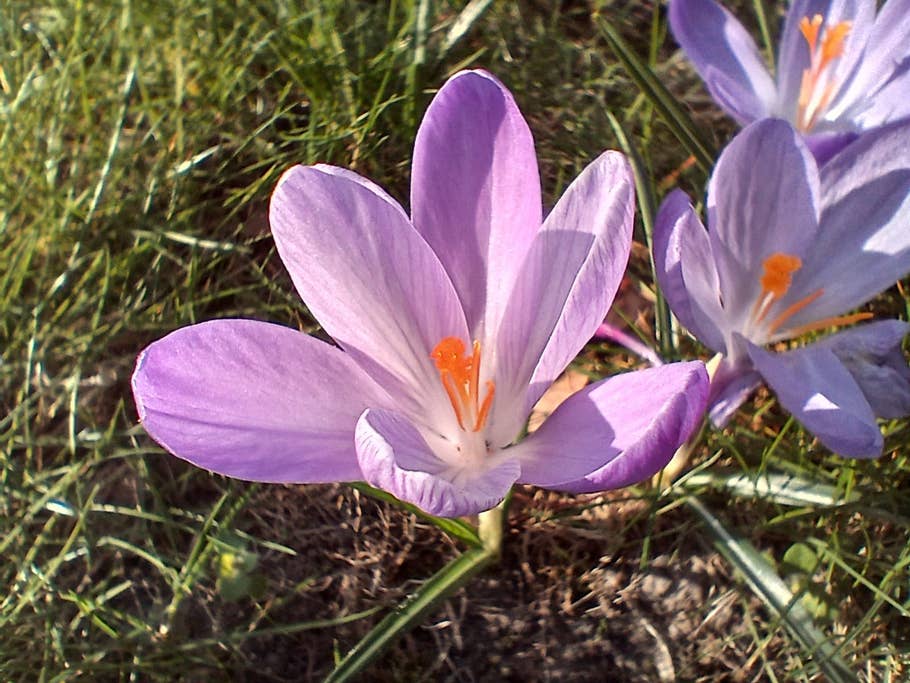 Samsung Galaxy A15 5G Camera test