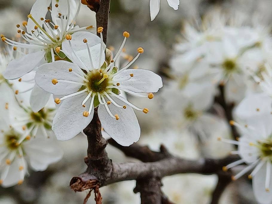 Samsung Galaxy A32 5G, camera test, results, macro