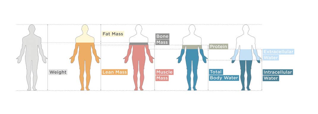 Body composition metrics including weight, fat mass, lean mass, muscle mass, protein, and body water. Body composition metrics including weight, fat mass, lean mass, muscle mass, protein, and body water.