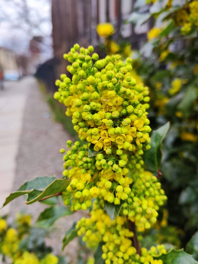 Xiaomi 12 sample photo 1