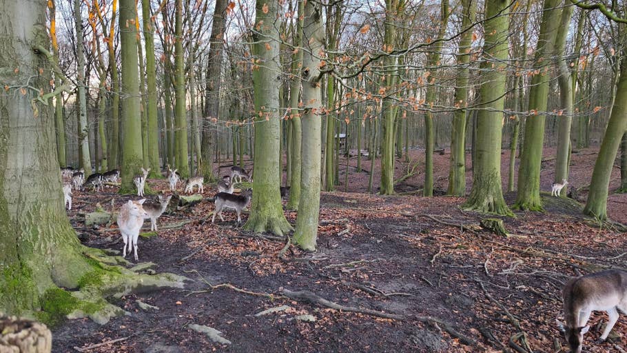 A herd of deer grazes in a forest with tall trees and fallen leaves on the ground.