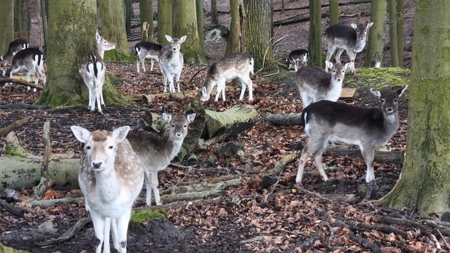 A group of deer stands between trees and falling leaves in a forest.